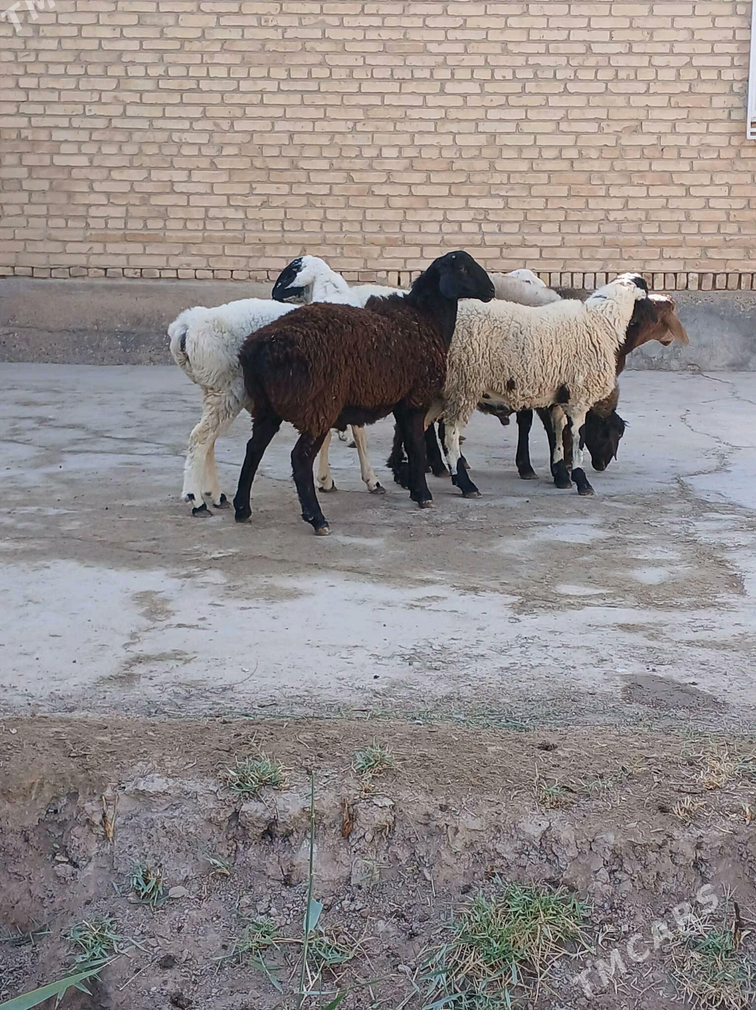 Goyun - Türkmenabat - img 2