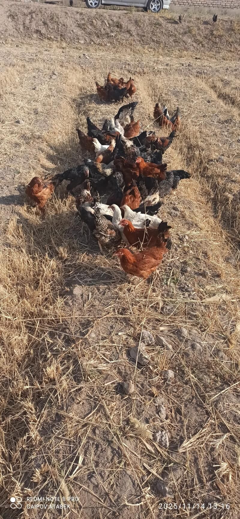 towuk - Дашогуз - img 5