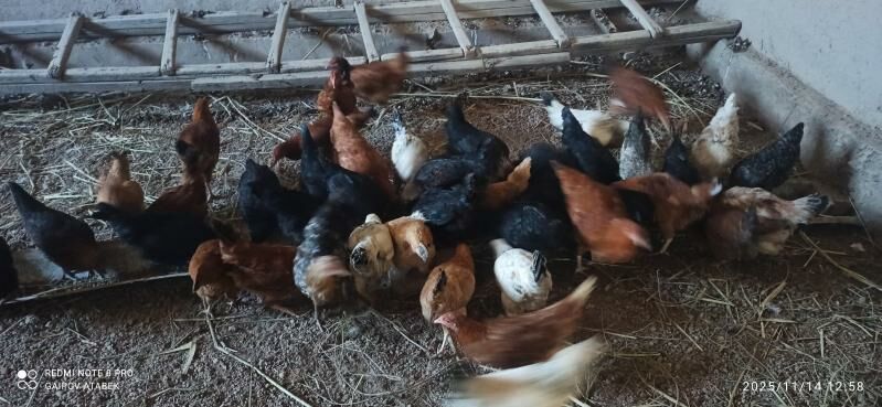 towuk - Дашогуз - img 4