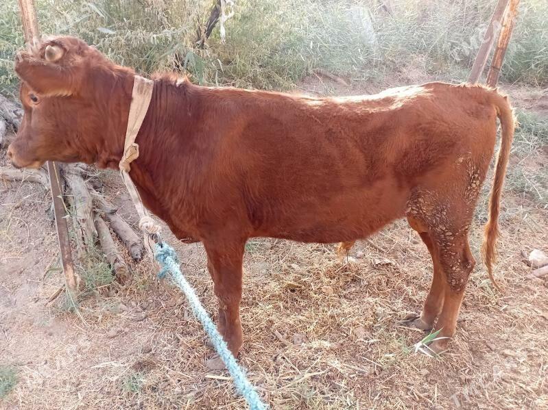 öküz - Türkmenabat - img 2