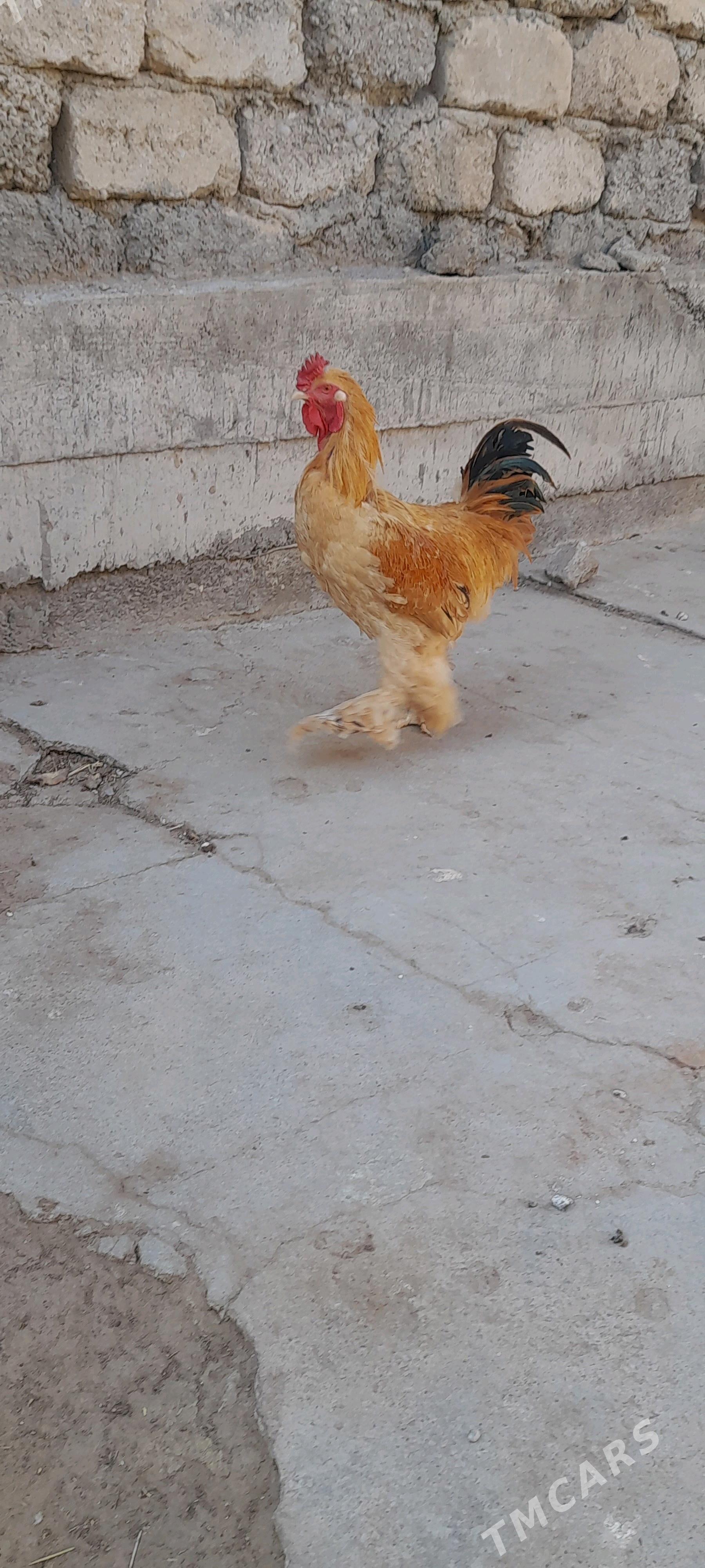 gold brama - Aşgabat - img 2