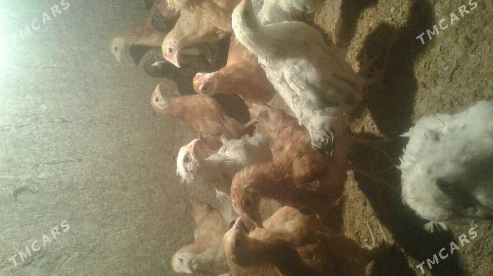 jûje - Tejen - img 1