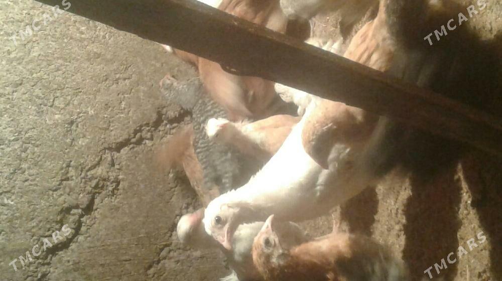 jûje - Tejen - img 2