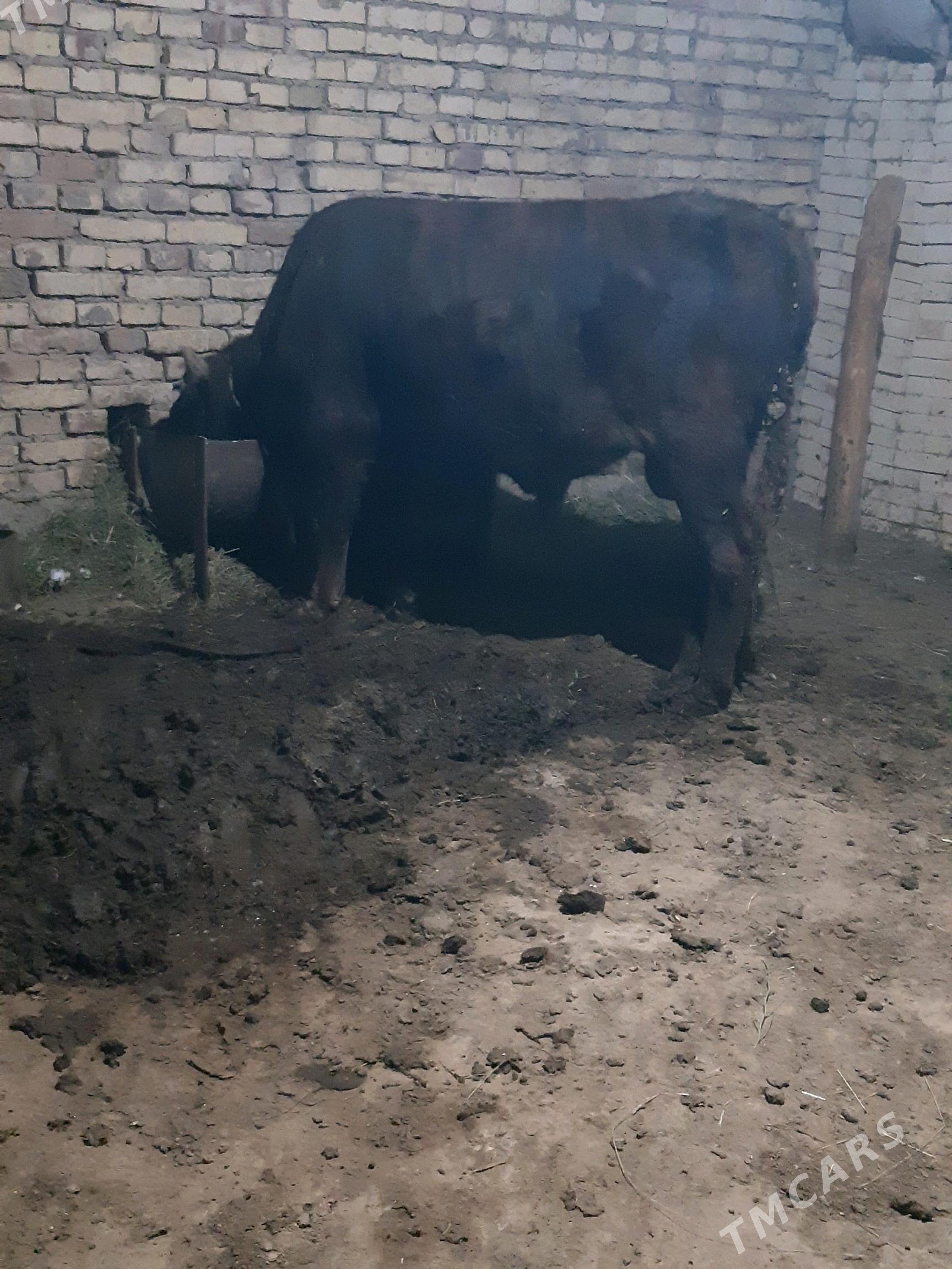 bakylan okuz - Туркменгала - img 1