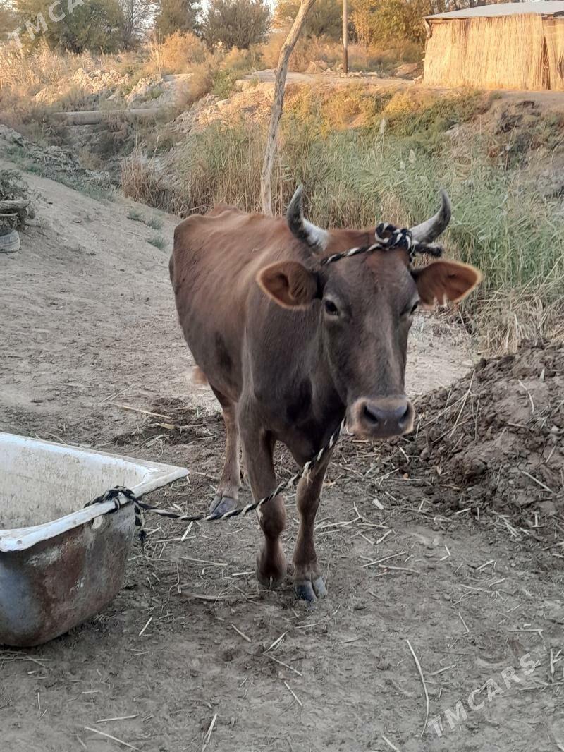 goleli sygyr - Мары - img 4