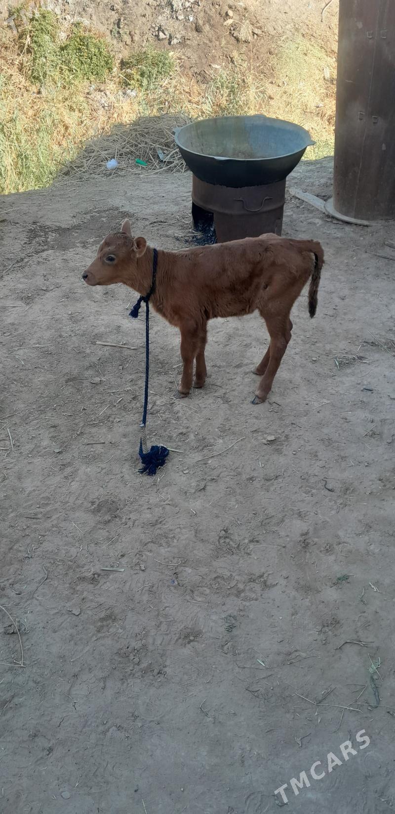 goleli sygyr - Мары - img 6