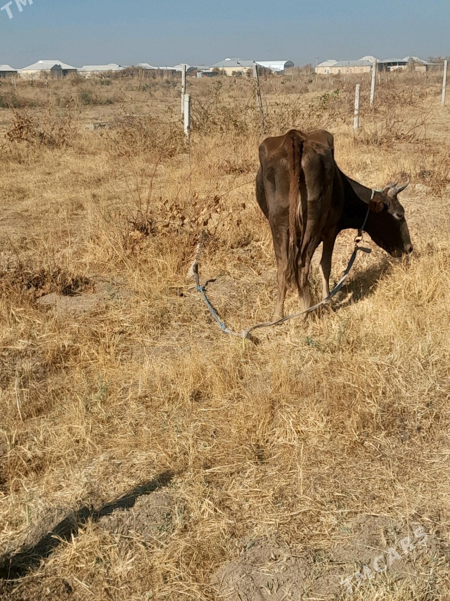 goleli sygyr - Мары - img 2