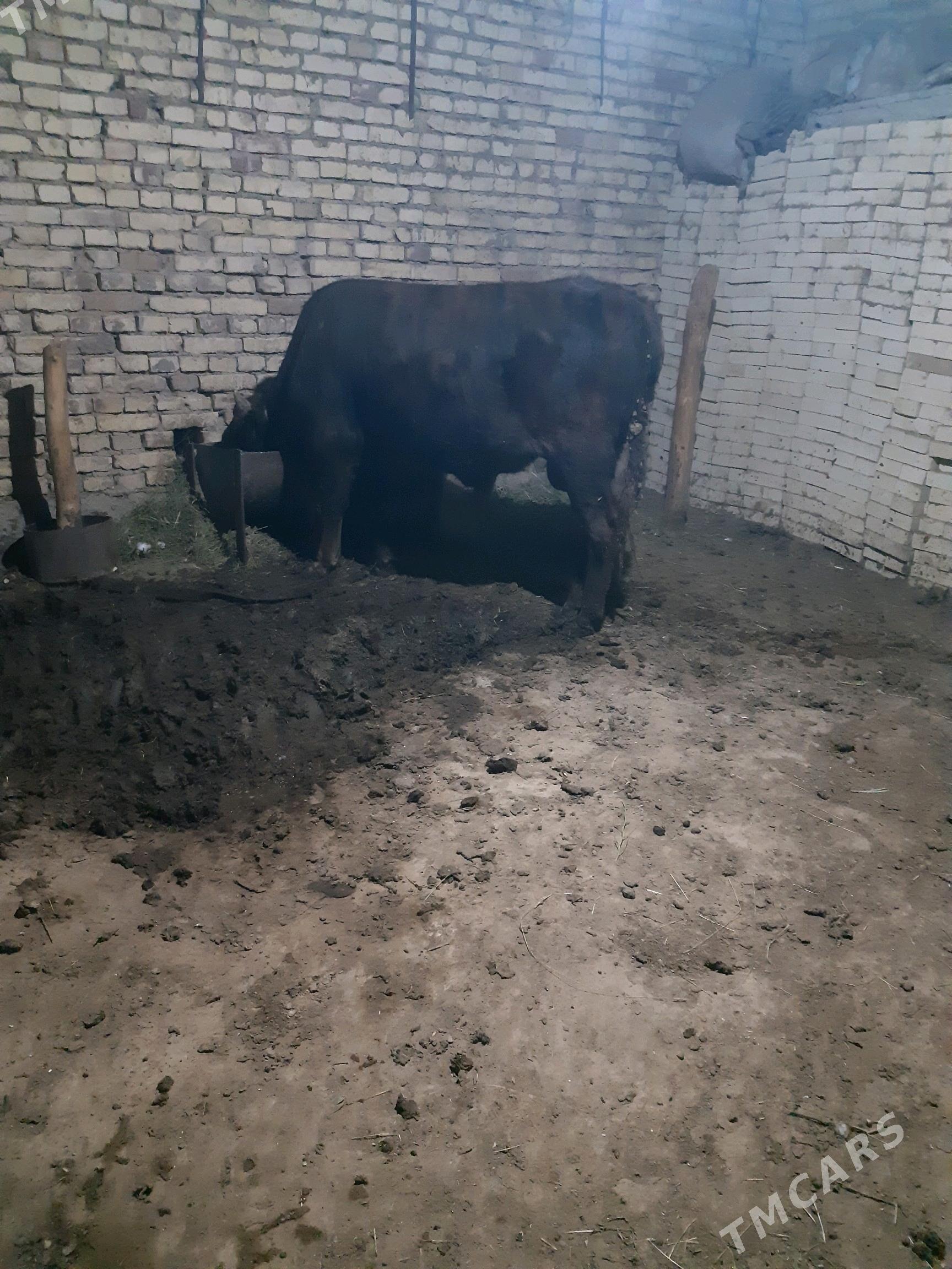 bakylan okuz - Туркменгала - img 2