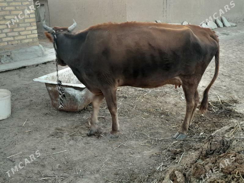 goleli sygyr - Мары - img 5