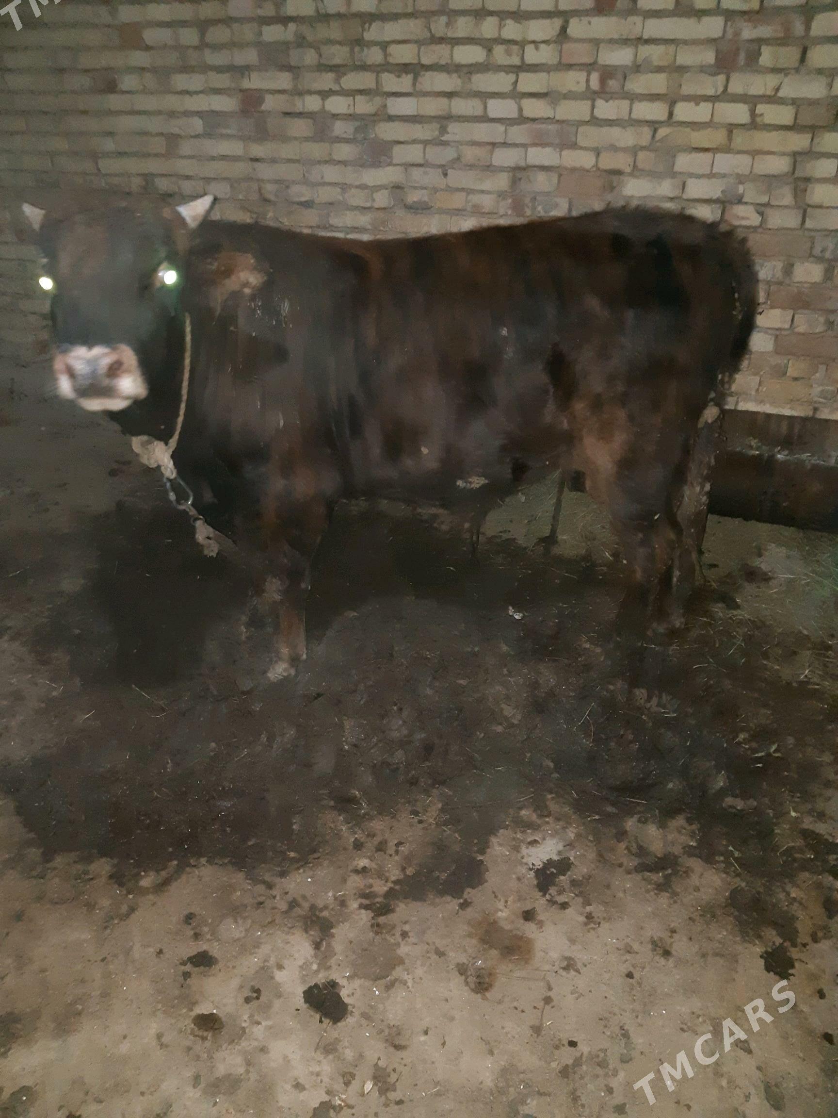 bakylan okuz - Туркменгала - img 3