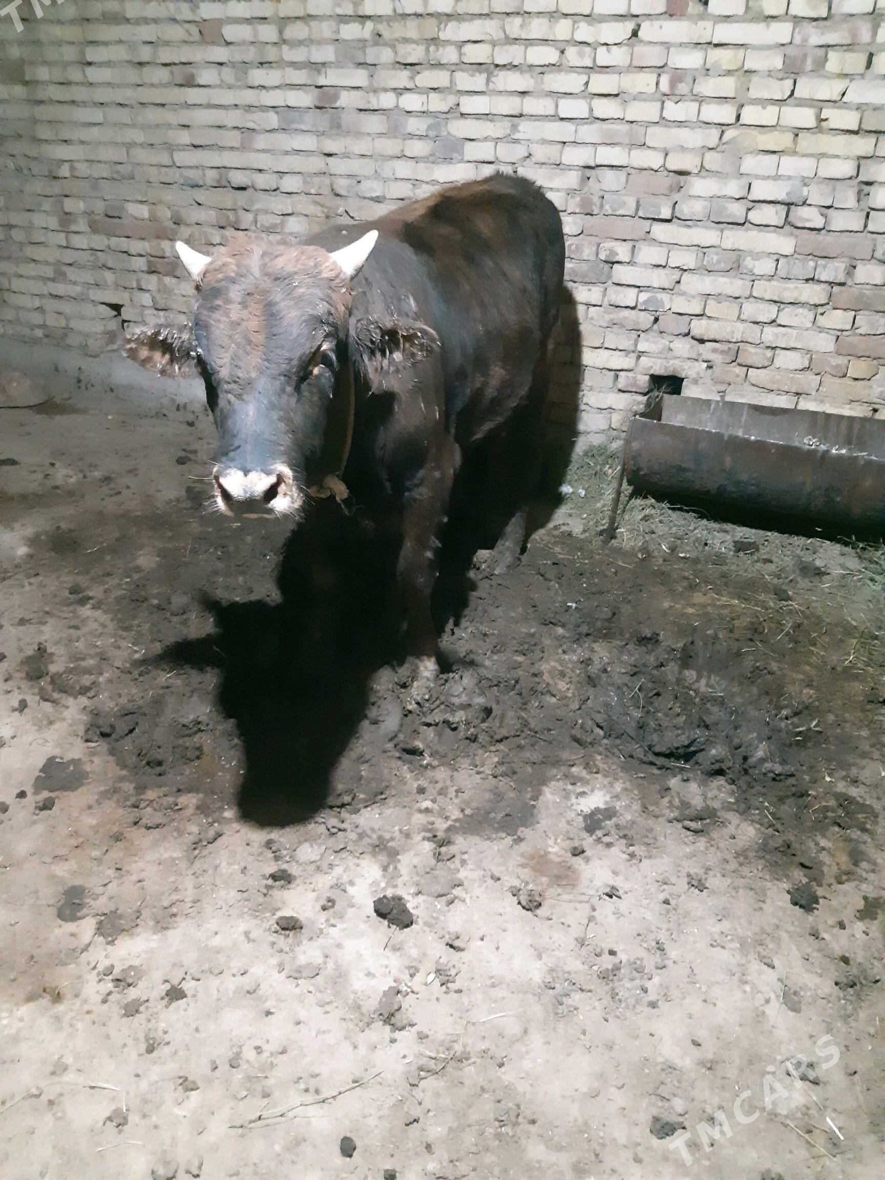 bakylan okuz - Туркменгала - img 4