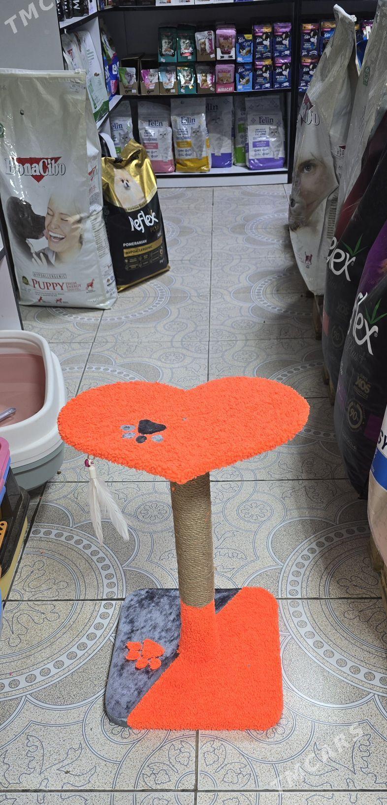 когтеточки - Aşgabat - img 7