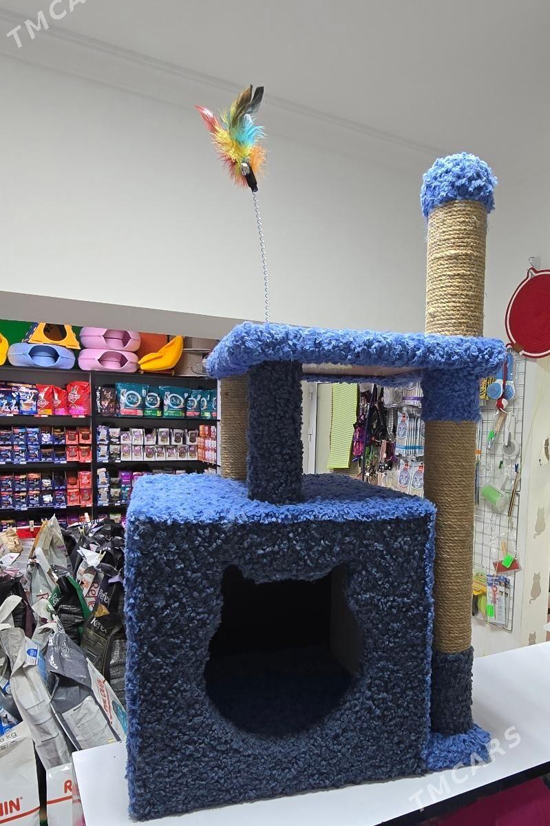 когтеточки - Aşgabat - img 2