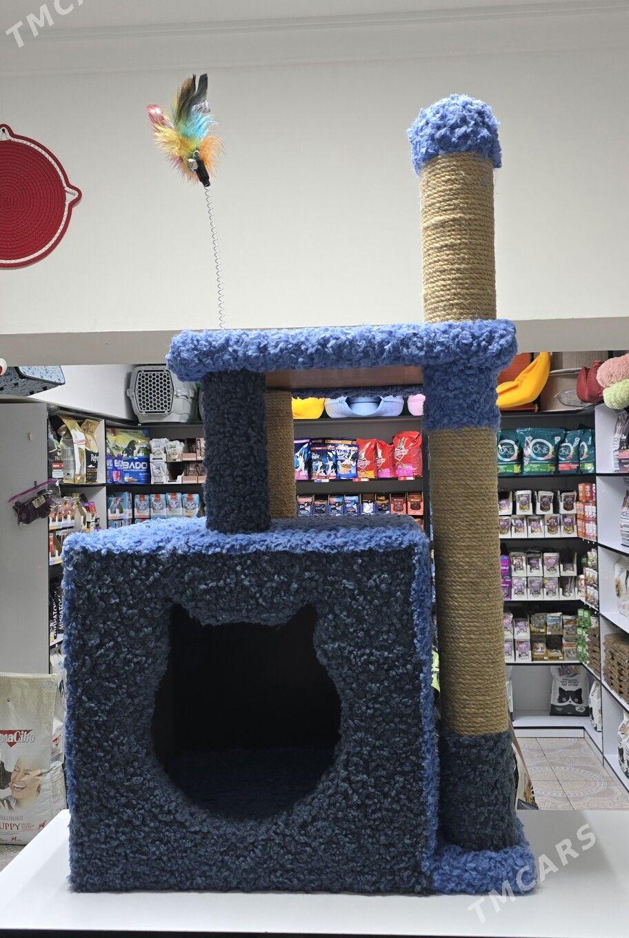 когтеточки - Aşgabat - img 3