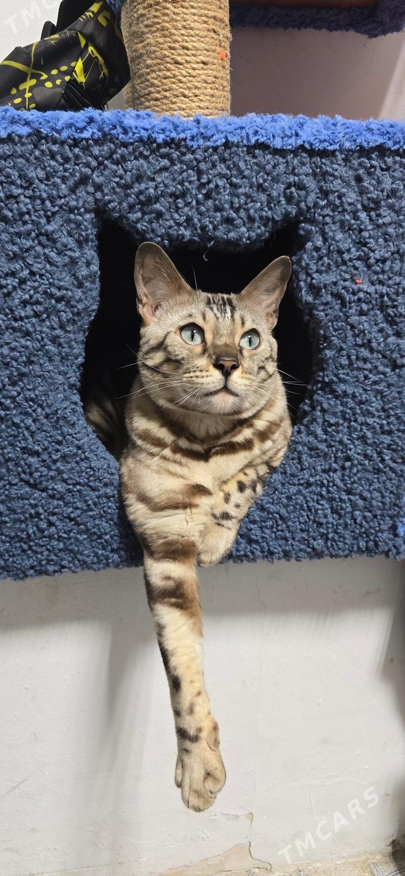 когтеточки - Aşgabat - img 4