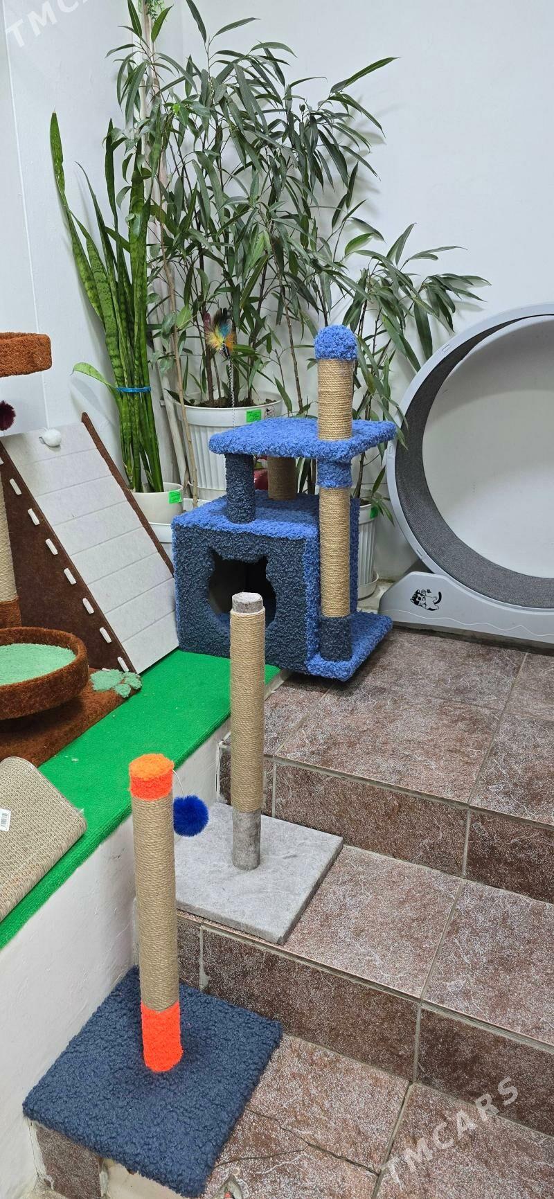 когтеточки - Aşgabat - img 5