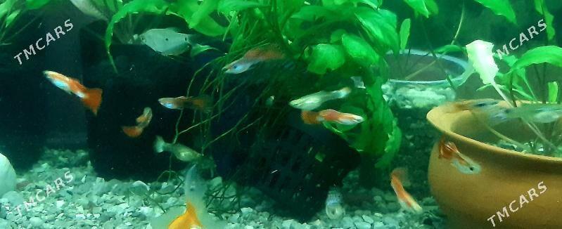 рыбки гуппи (самцы) - Район ст. Аэропорта, ул. Гагарина - img 3