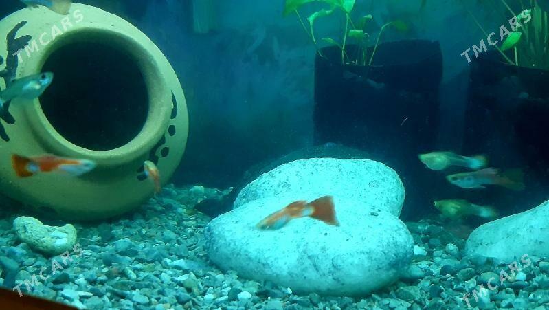 рыбки гуппи (самцы) - Район ст. Аэропорта, ул. Гагарина - img 6