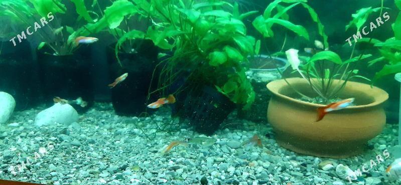 рыбки гуппи (самцы) - Район ст. Аэропорта, ул. Гагарина - img 5