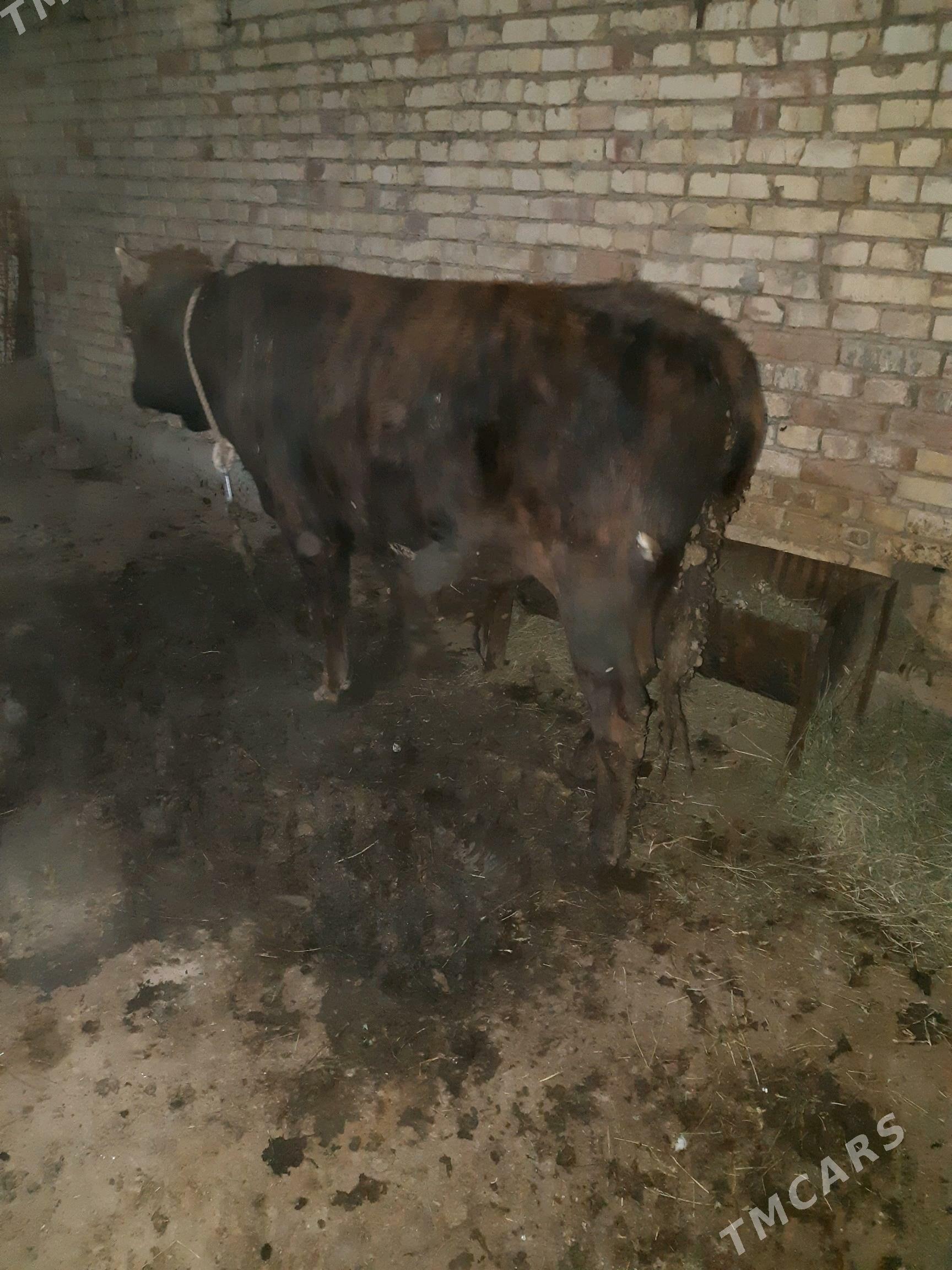 bakylan okuz - Туркменгала - img 5