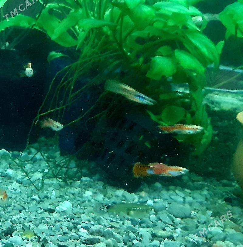 рыбки гуппи (самцы) - Район ст. Аэропорта, ул. Гагарина - img 8