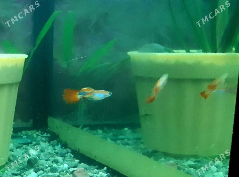 рыбки гуппи (самцы) - Район ст. Аэропорта, ул. Гагарина - img 7