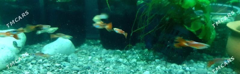 рыбки гуппи (самцы) - Район ст. Аэропорта, ул. Гагарина - img 4