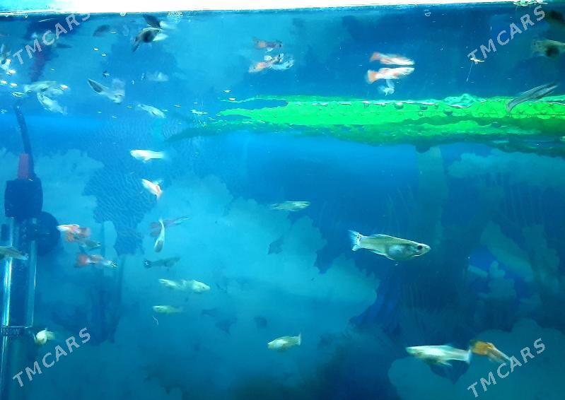 рыбки гуппи (самцы) - Район ст. Аэропорта, ул. Гагарина - img 10