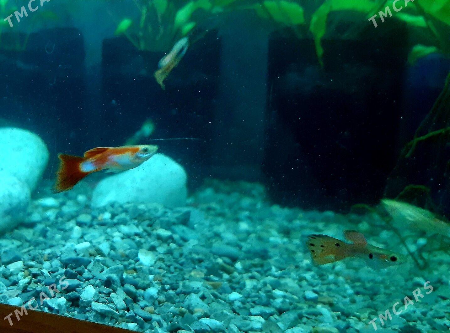 рыбки гуппи (самцы) - Район ст. Аэропорта, ул. Гагарина - img 1