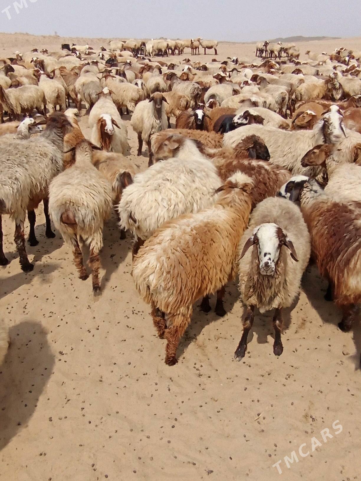 owec goyun yeri bugdayyly - Esenguly - img 3