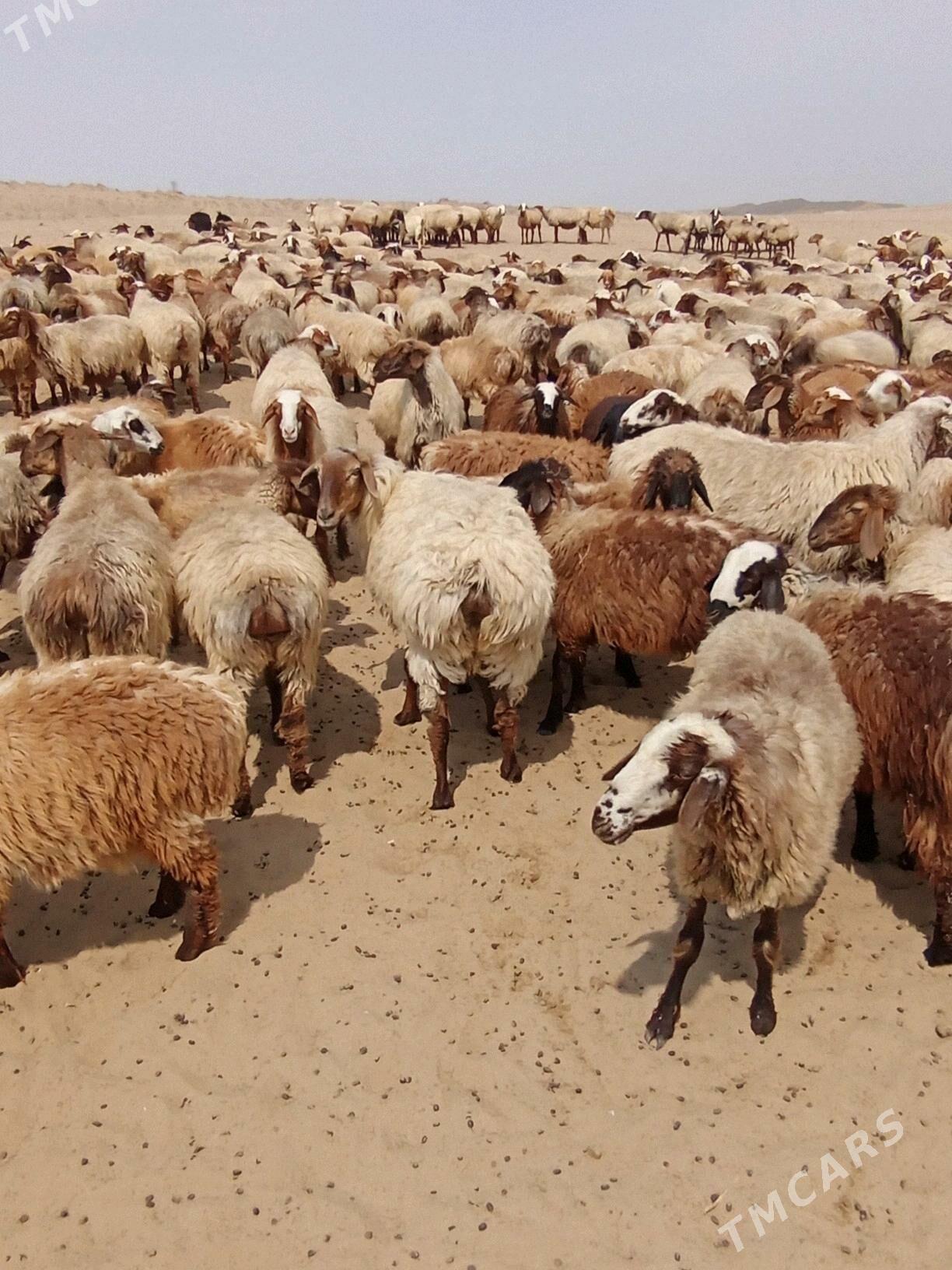 owec goyun yeri bugdayyly - Esenguly - img 1