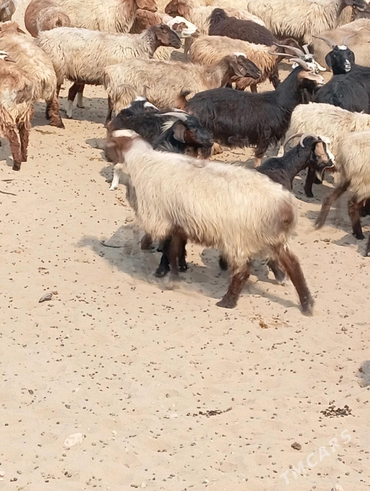 owec goyun yeri bugdayyly - Esenguly - img 2