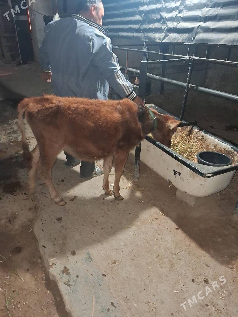 Tuwe - Gurtly - img 1