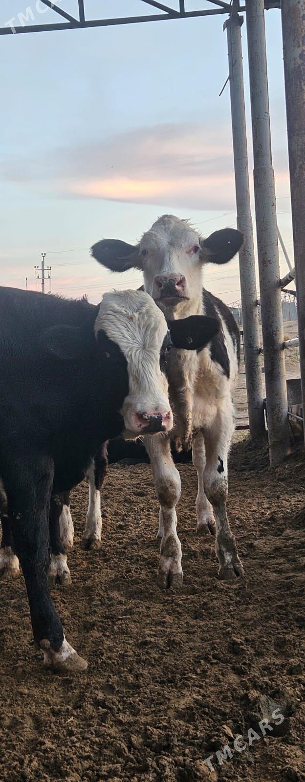 öküzler - Täze zaman - img 6