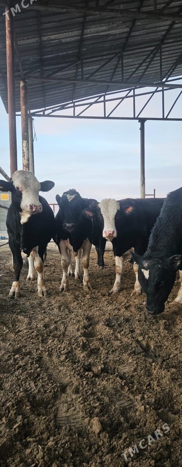 öküzler - Täze zaman - img 4