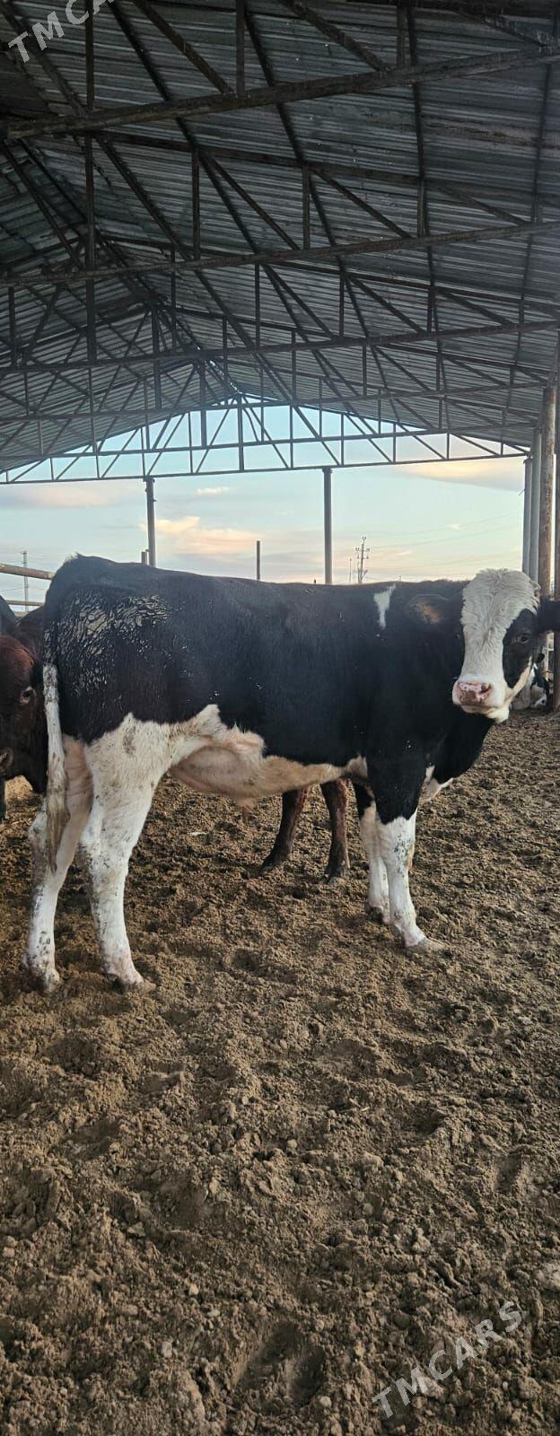 öküzler - Täze zaman - img 5