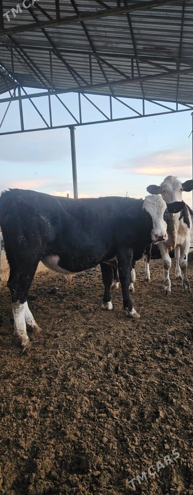 öküzler - Täze zaman - img 3