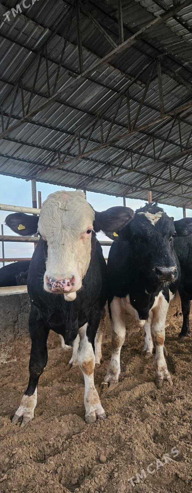 öküzler - Täze zaman - img 7