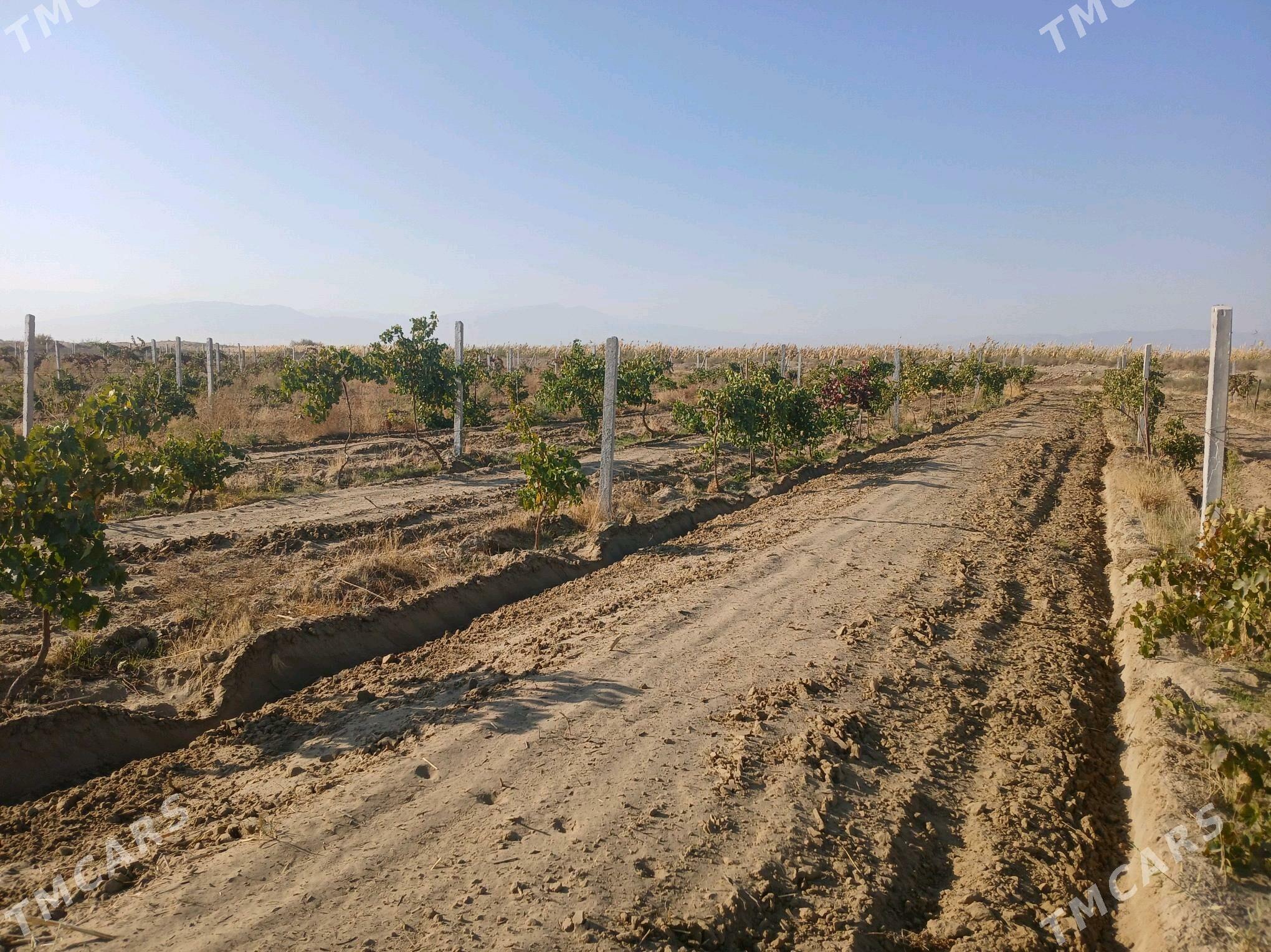 Üzüm gektar - Гёкдепе - img 2