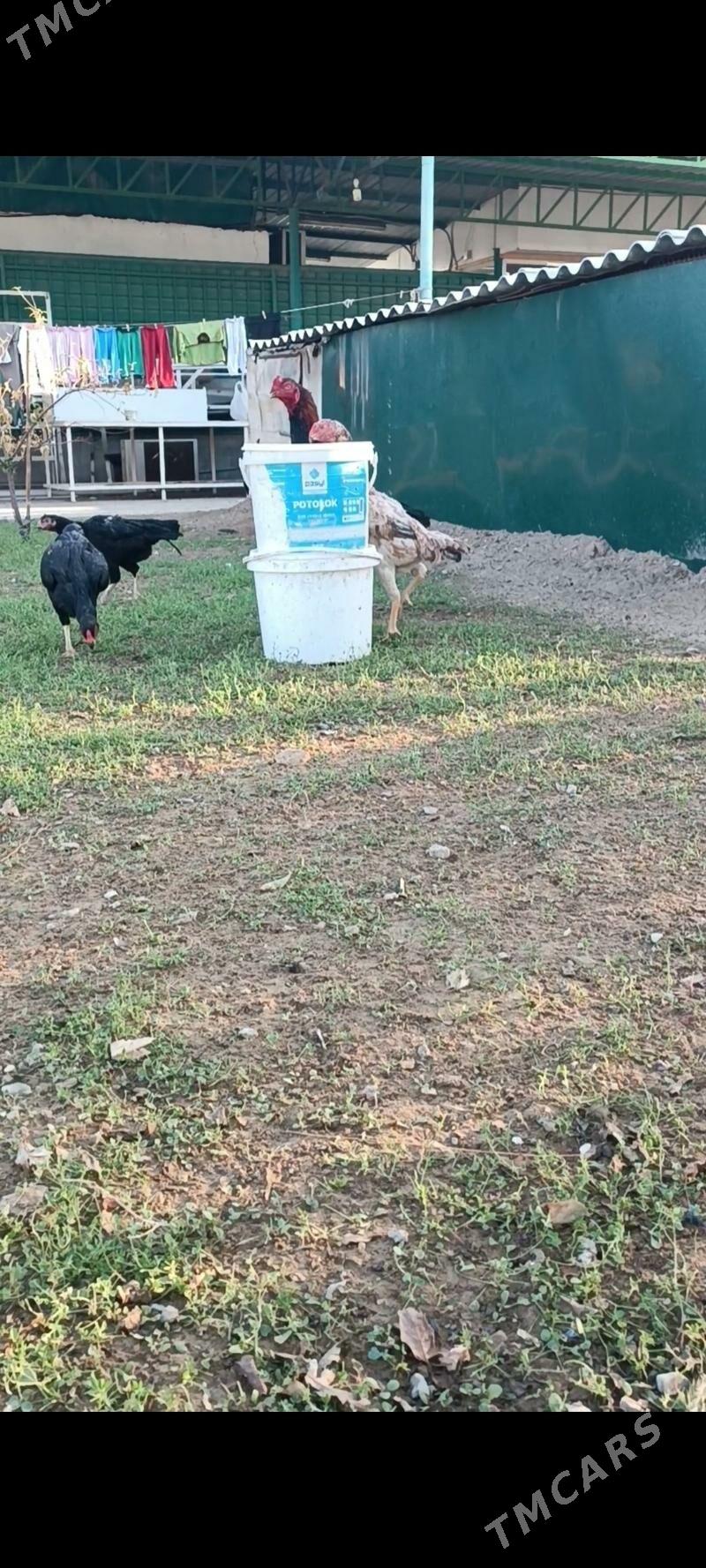 GULİBER Taşkent ýumurtgasy - Тязе заман - img 5