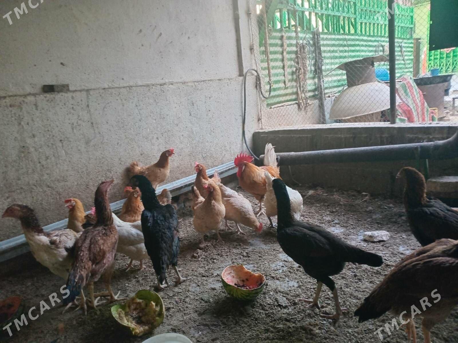 Towuk - Бузмеин - img 4