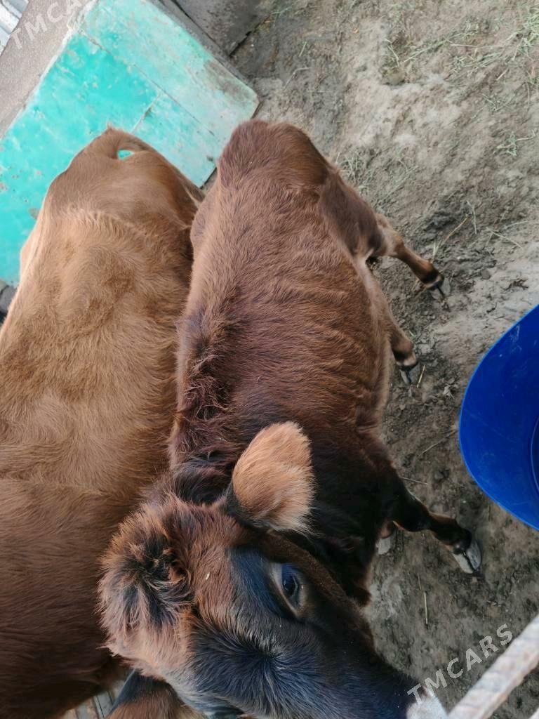 Sygyr/ карова с телёнком - Хазар - img 3