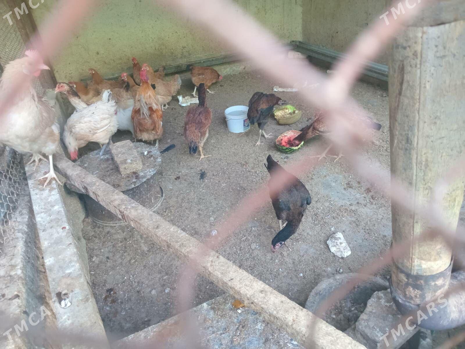 Towuk - Бузмеин - img 3