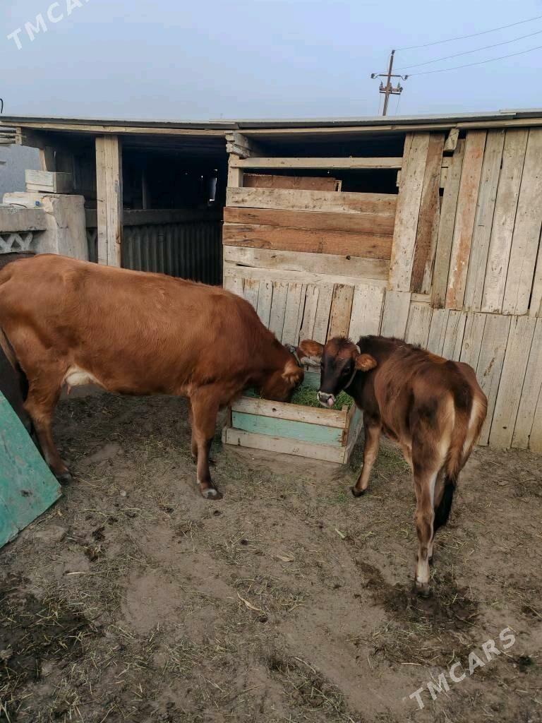 Sygyr/ карова с телёнком - Хазар - img 4