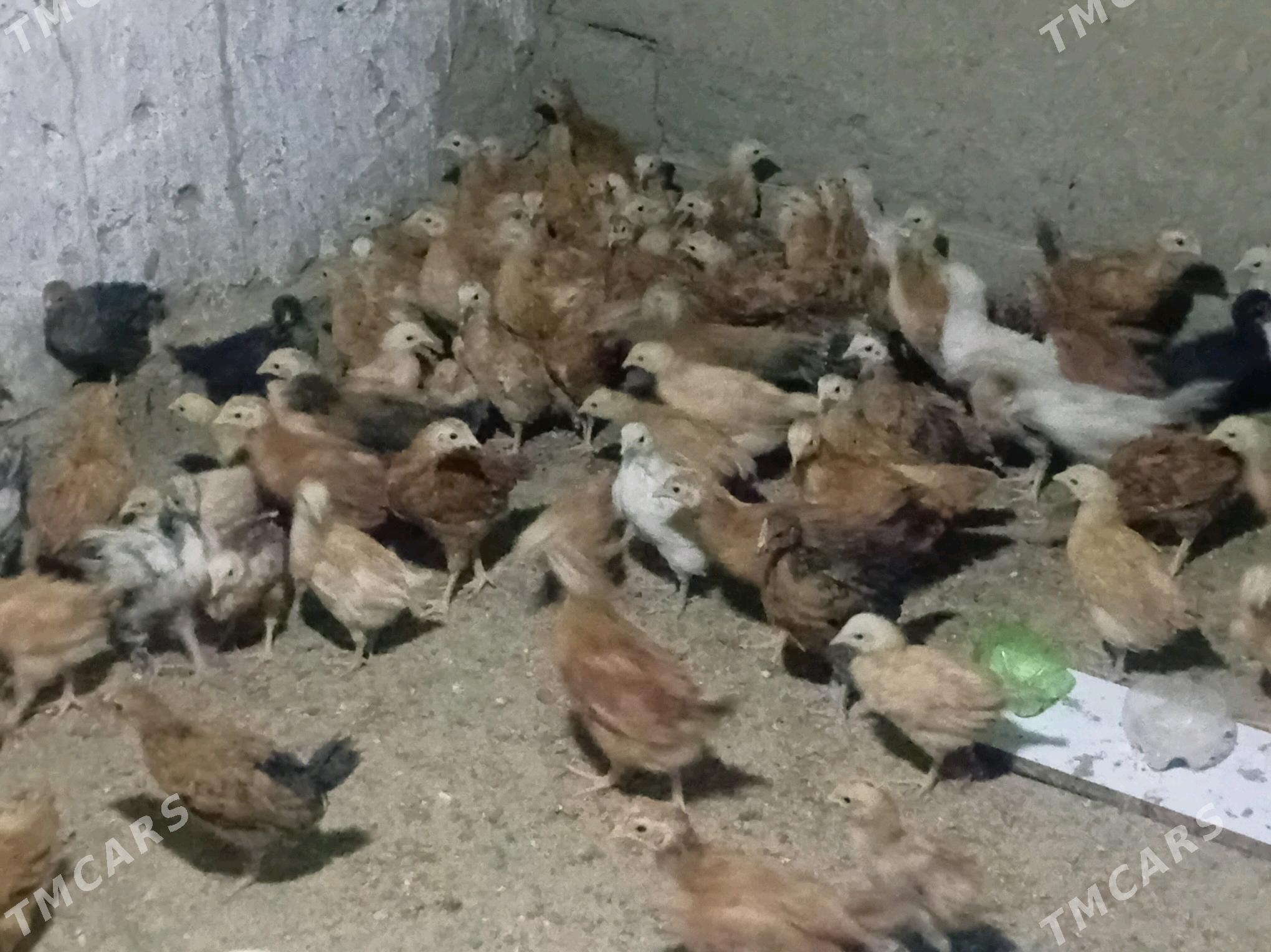 juyje - Гёкдепе - img 2