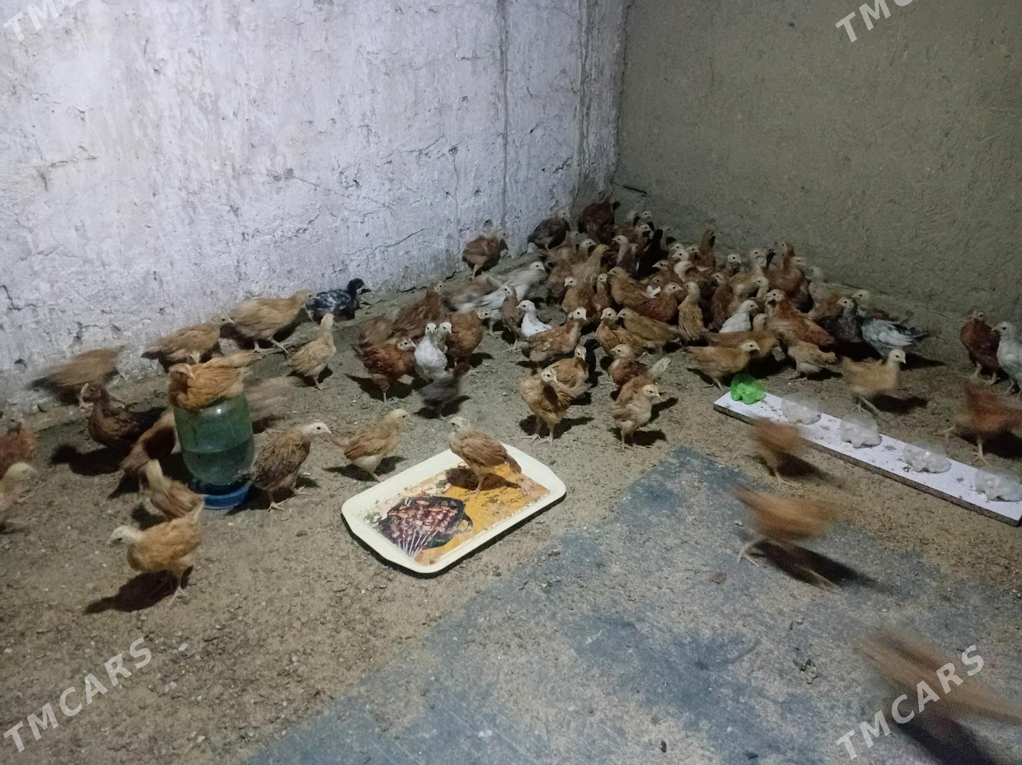 juyje - Гёкдепе - img 3