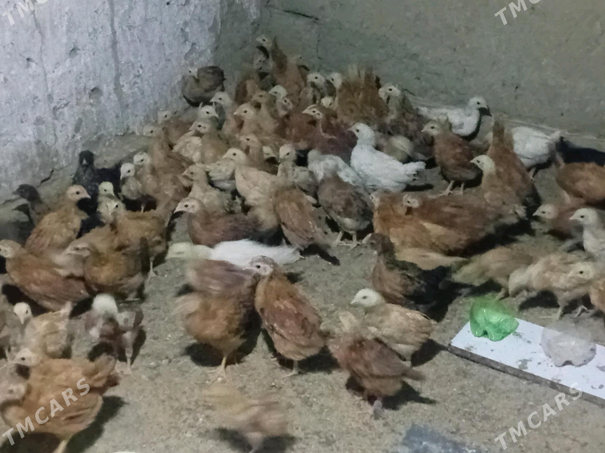 juyje - Гёкдепе - img 1