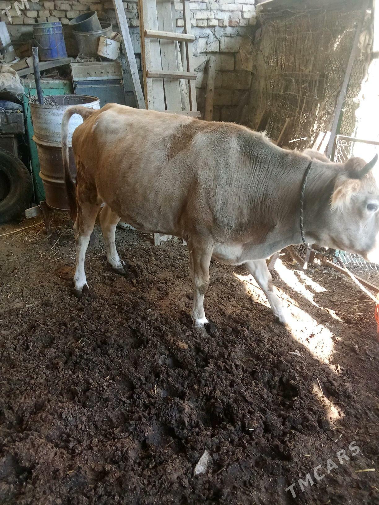 Bakylan sygyr - Гарадамак - img 4