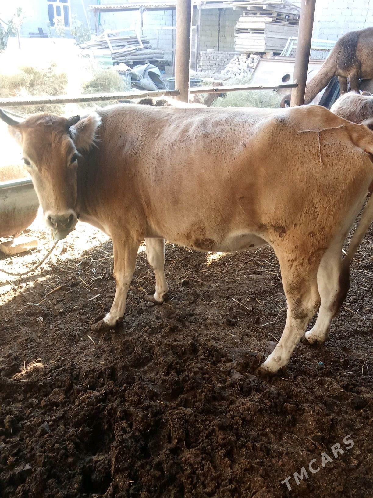 Bakylan sygyr - Гарадамак - img 2