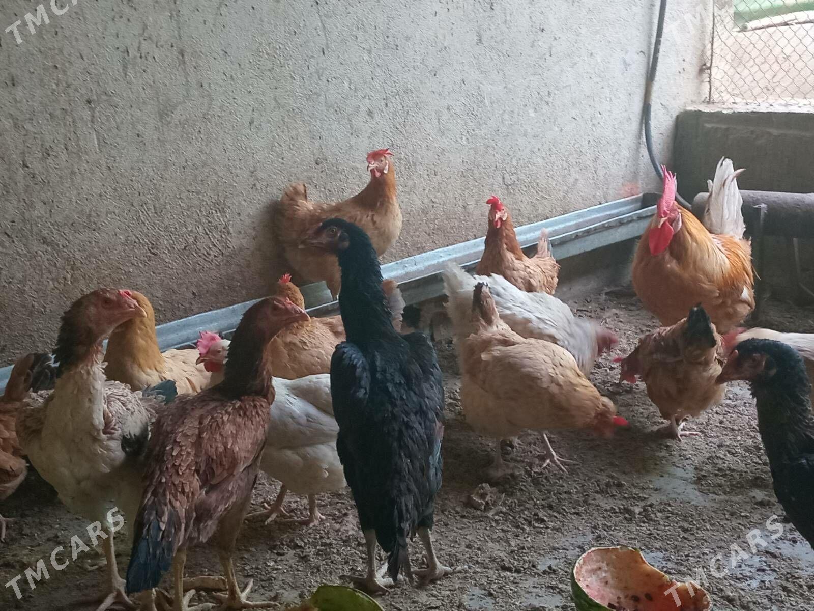 Towuk - Бузмеин - img 2